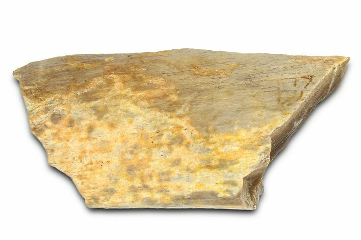 Fossil Tyrannosaur (T rex) Bone Section - Wyoming #382627